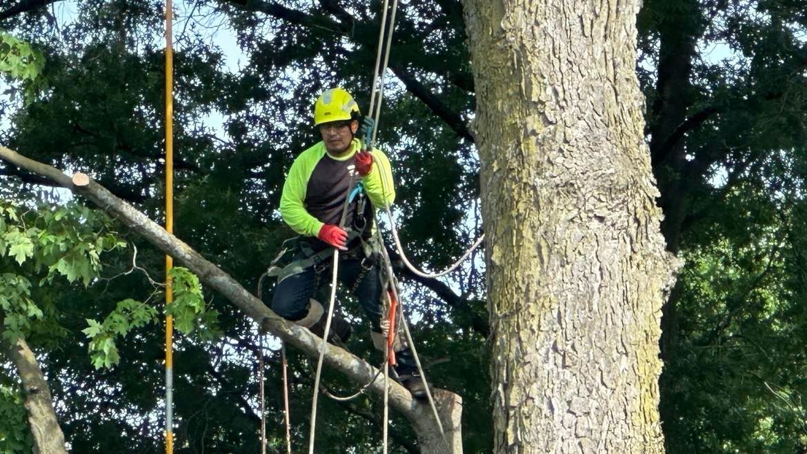 Professional tree trimmer properly secured for safety per OSHA regulations.