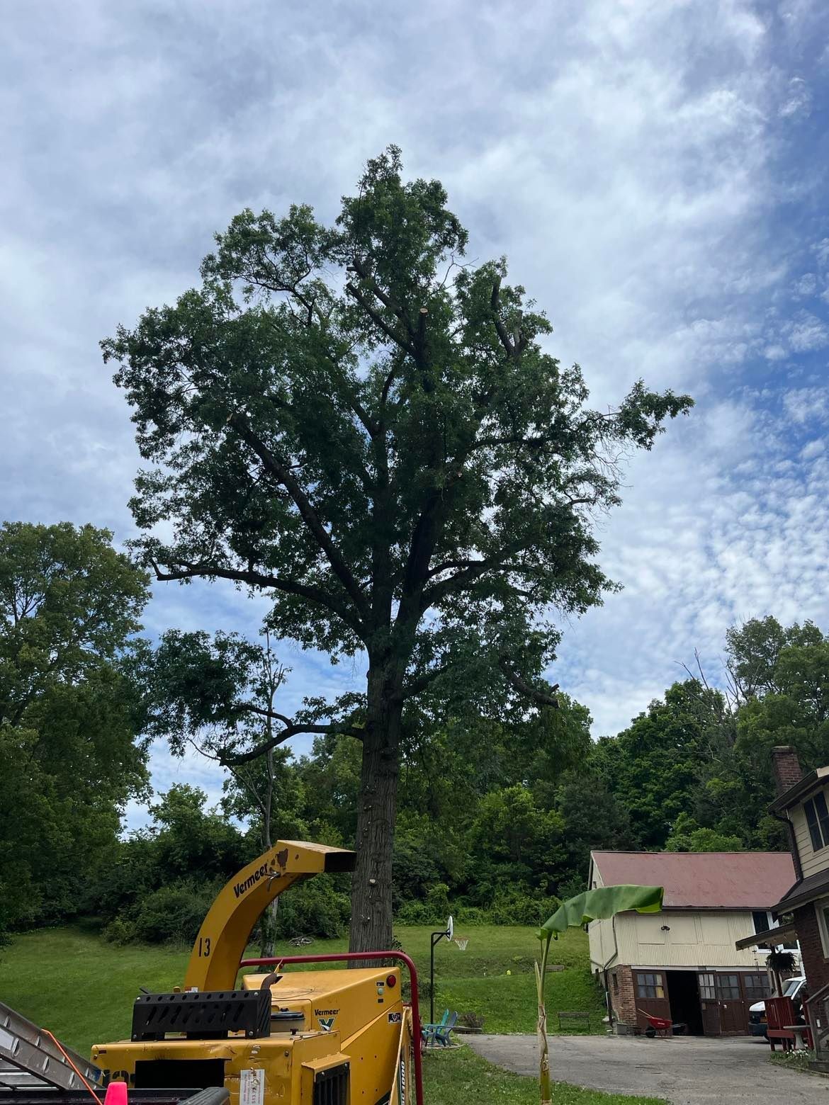 Very large tree with a tree chipper in the driveway