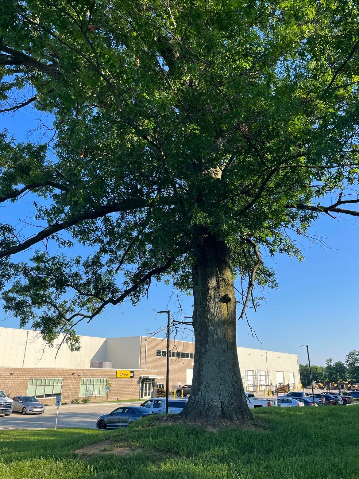 Commercial tree trimming