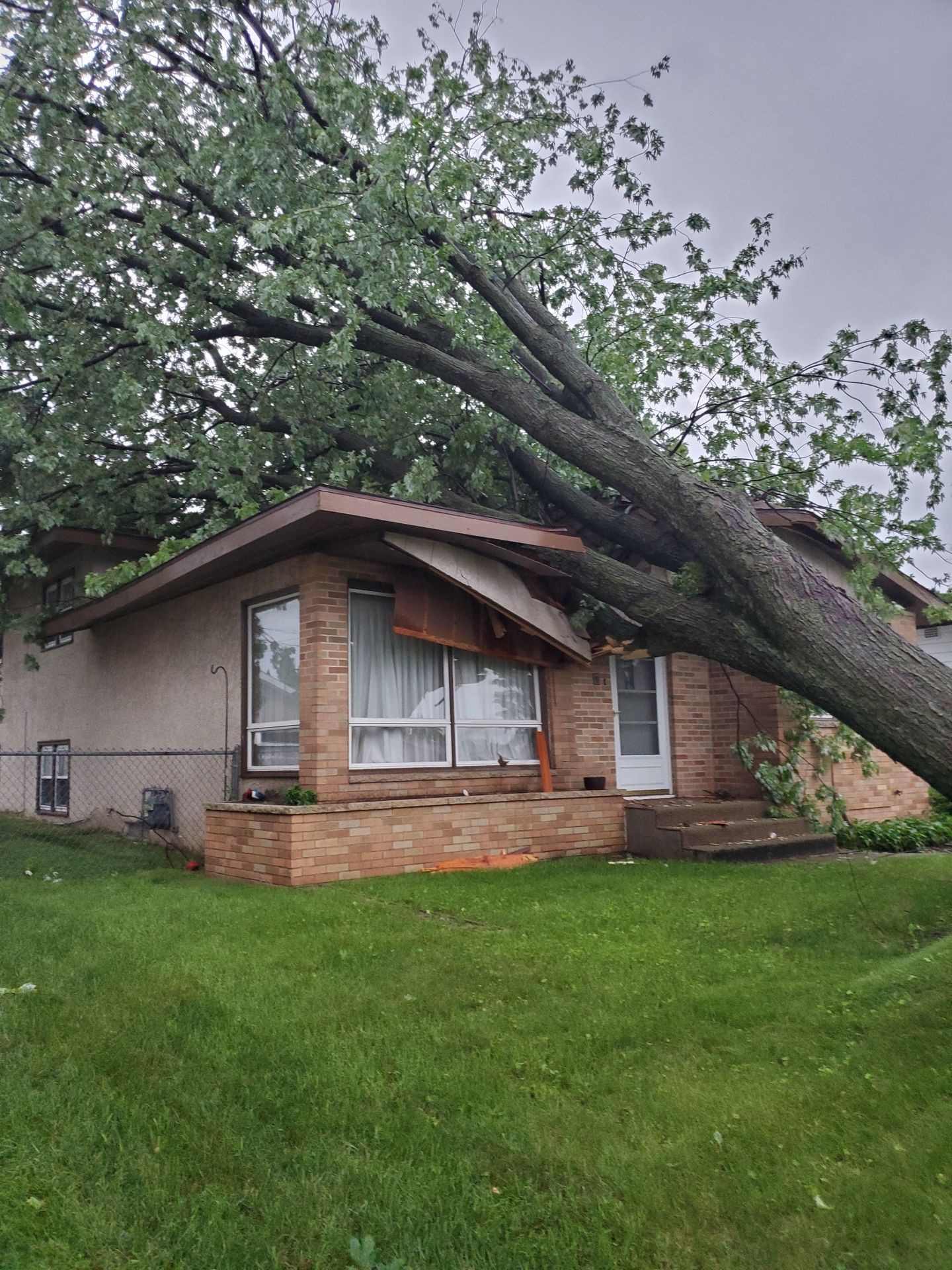 Avoid your tree falling on your house like this tree.
